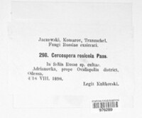 Rosisphaerella rosicola image
